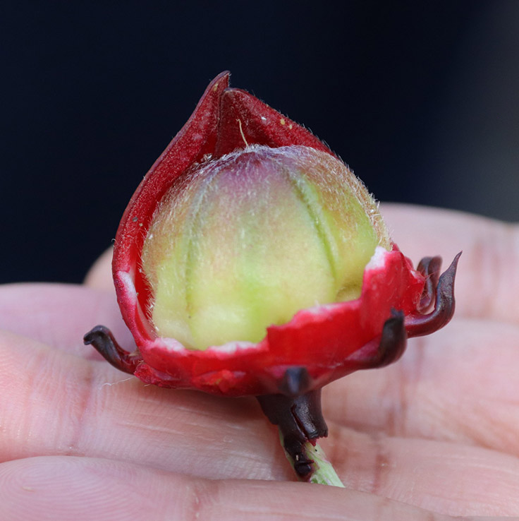 small red and green fruit with a stem