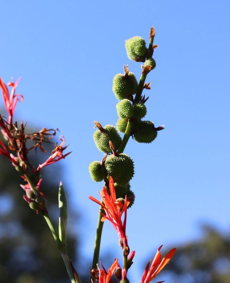 a tall plant with circle spiky fruits