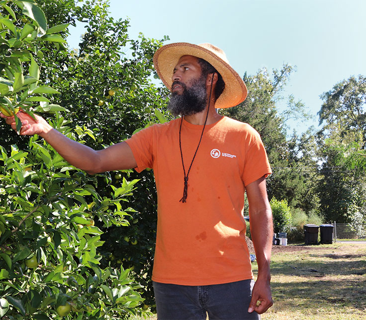 man in orange shirt and hat picking fruit from a tree