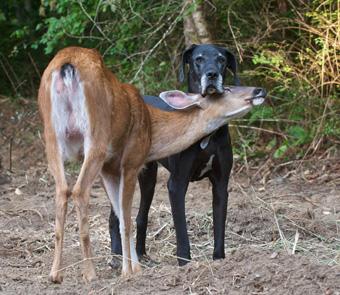 A dog and a deer hanging out