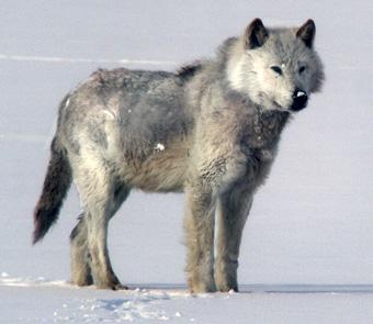 A wolf in the snow