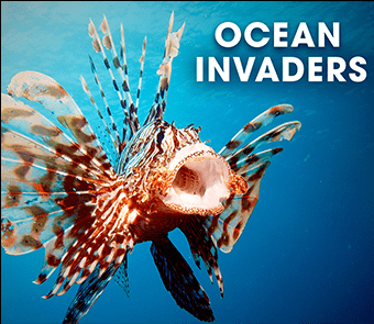 lion fish with text ocean invaders