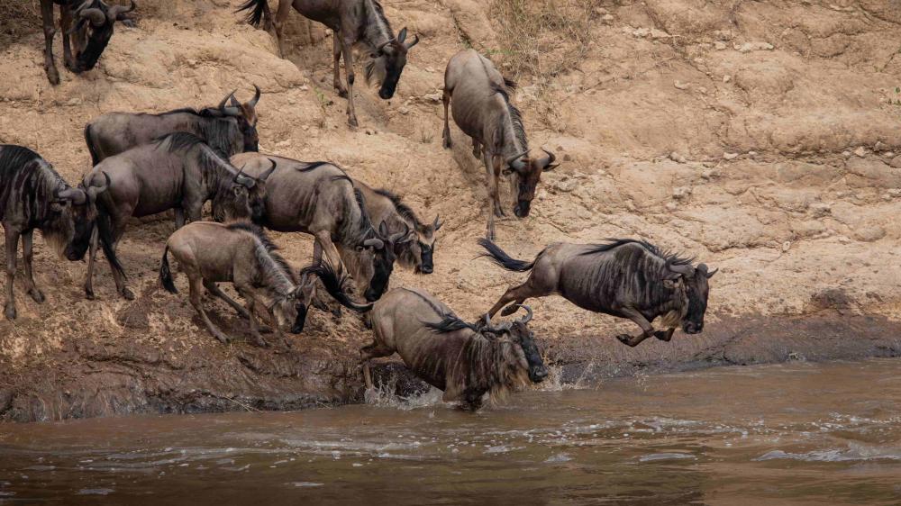 animals running into water