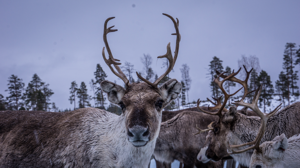 Image of an elk