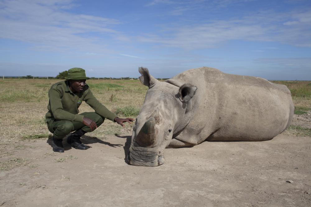 man petting a rhino